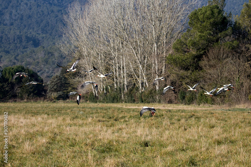 birds taking flight