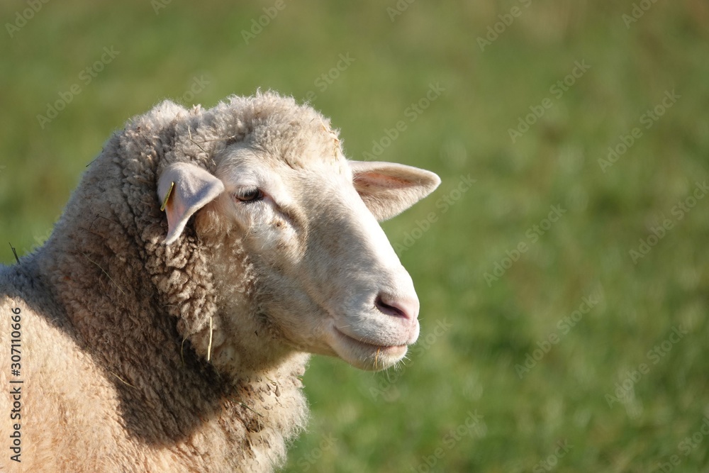Schaf, Schafskopf, Tierportrait, Wolle, Tier, Weide, Bauernhof, Säugetier, Natur, Vieh, Wiese, Kopf, Portrait, Fell, Schur, Ackerbau Schaf, Schafskopf, Tierportrait, Wolle, Tier, Weide, Bauernhof, Säugetier, Natur, Vieh, Wiese, Kopf, Portrait, Fell, Schur, Ackerbau