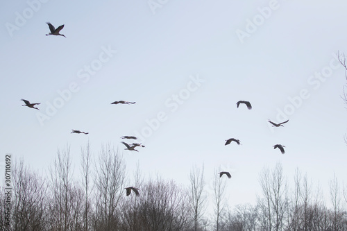 flock of birds in flight