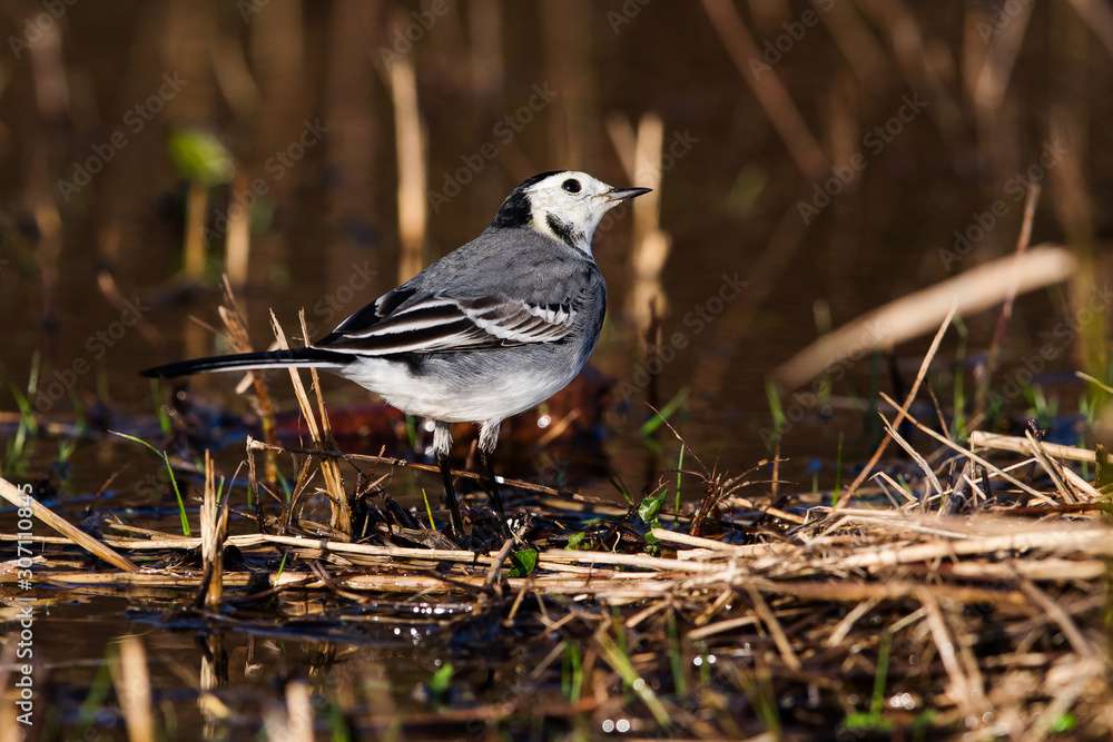 Fototapeta premium Close up of White Wagtail in habitat. Her Latin name is Motacilla alba.