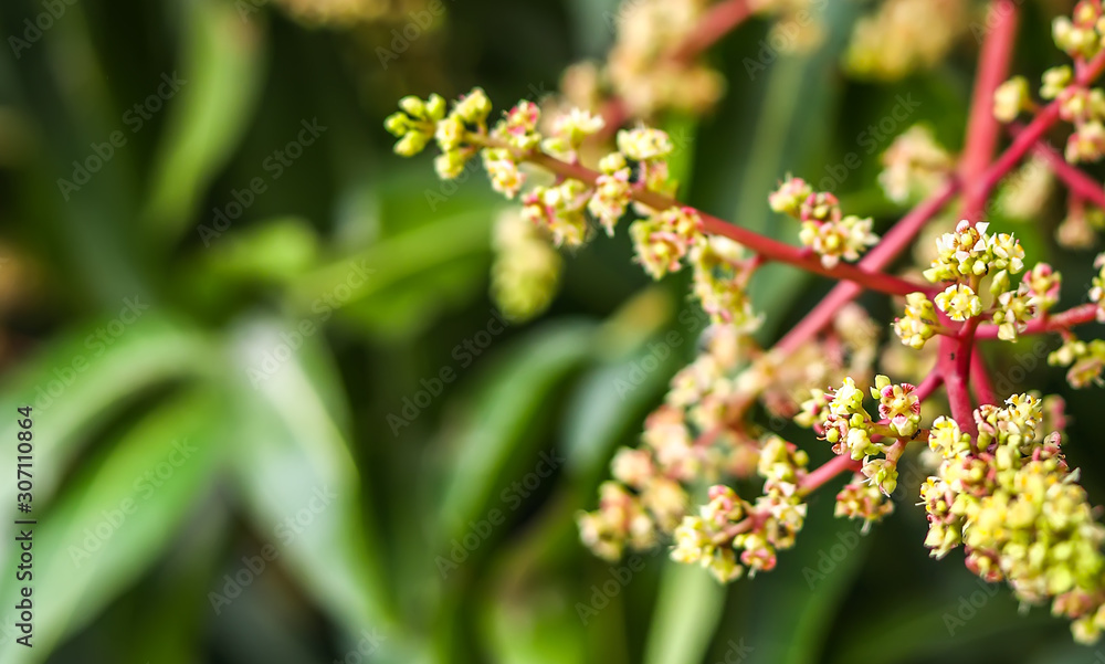 Close To Organic Mango Buds In Gardens Close To Organic Mango Buds In Gardens