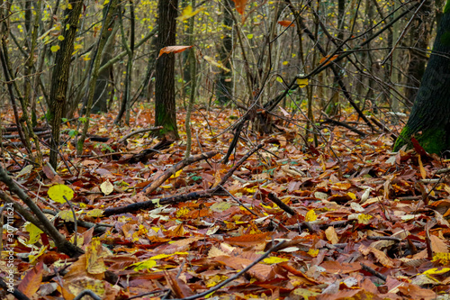 Le differenti sfumature di colori del bosco in autunno, stagioni e natura photo