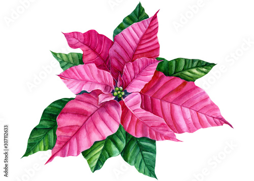 Fotografie christmas plant, pink poinsettia flower on an isolated white background, watercolor illustration, botanical painting