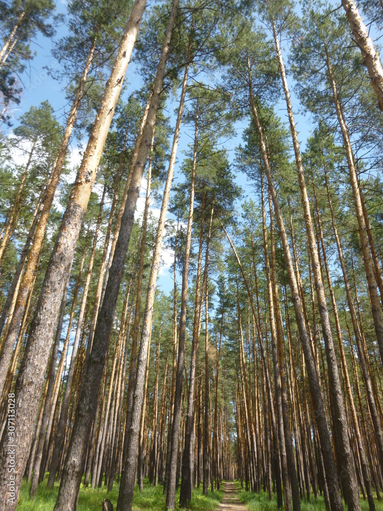 Fototapeta premium green forest by the river