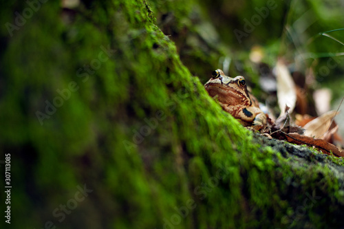 European common brown frog sitting in moos. Rana Temporaria.
