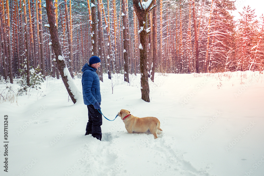A man with a dog Labrador Retriever on a leash walks in a snowy winter forest