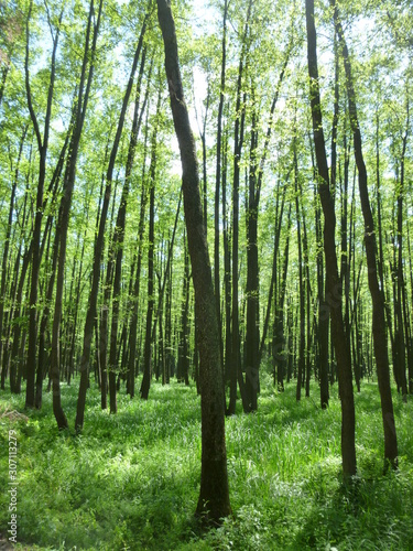 green forest by the river 