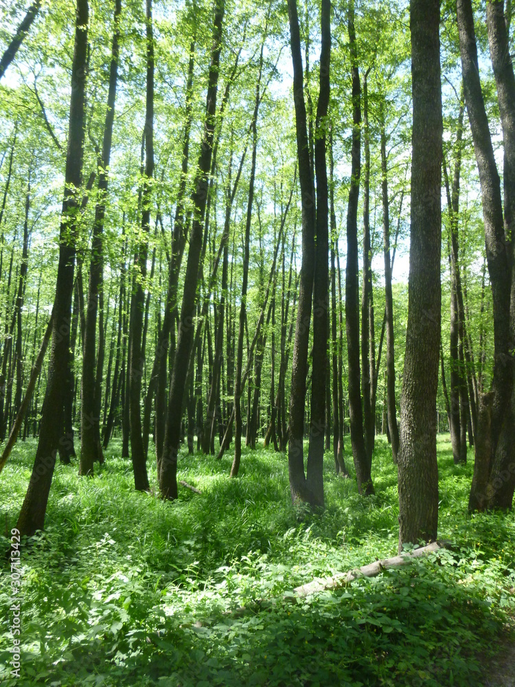 green forest by the river green forest by the river