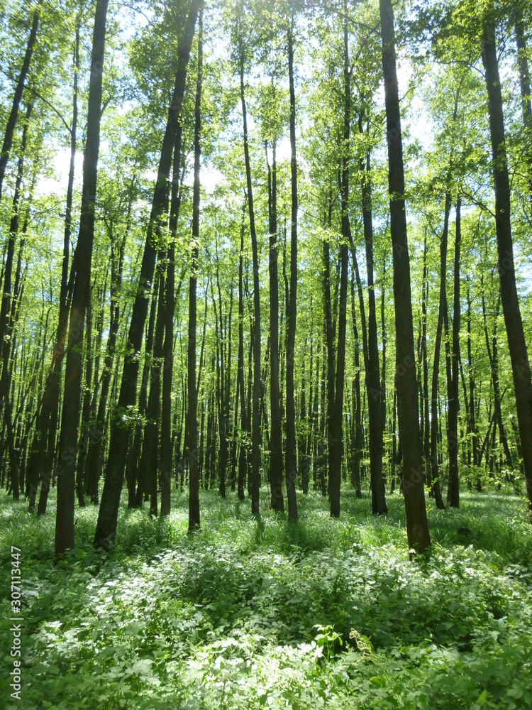 green forest by the river green forest by the river