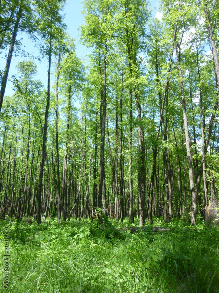Fototapeta premium green forest by the river 