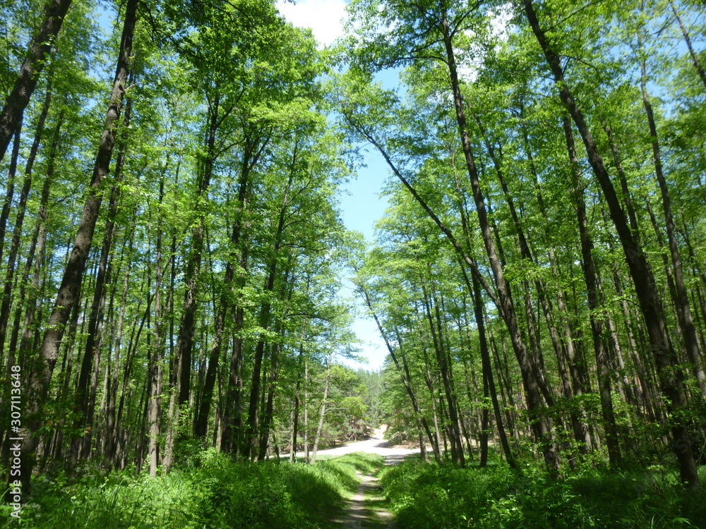 Fototapeta premium green forest by the river 