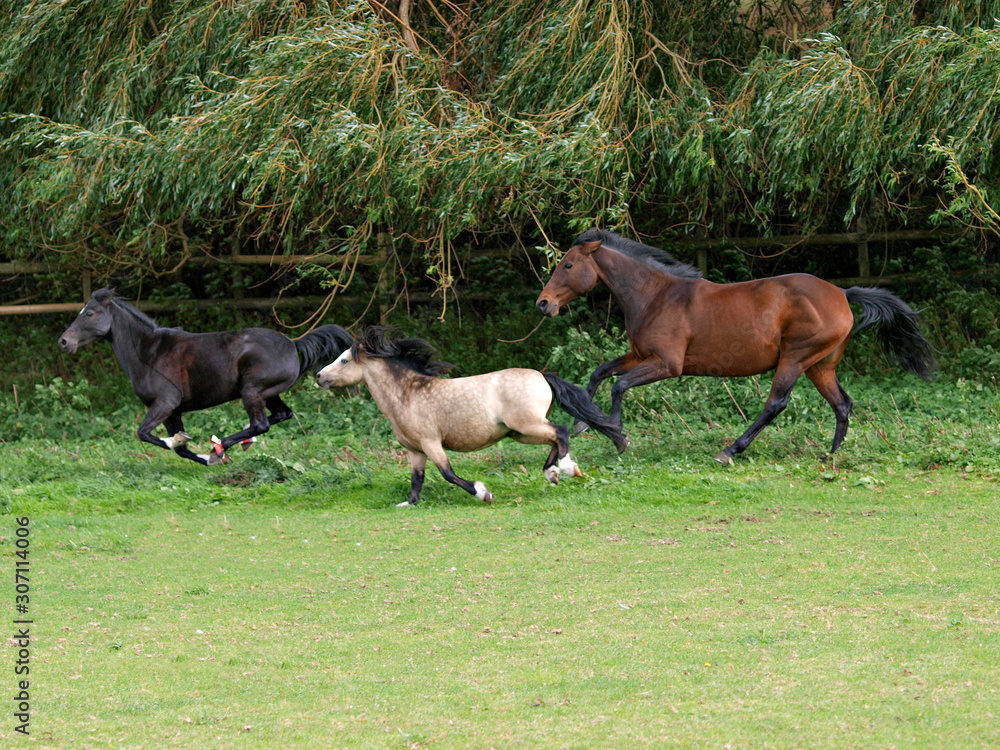 Obraz premium Running Horses