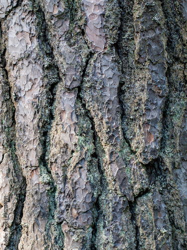 Texture of a pine bark.