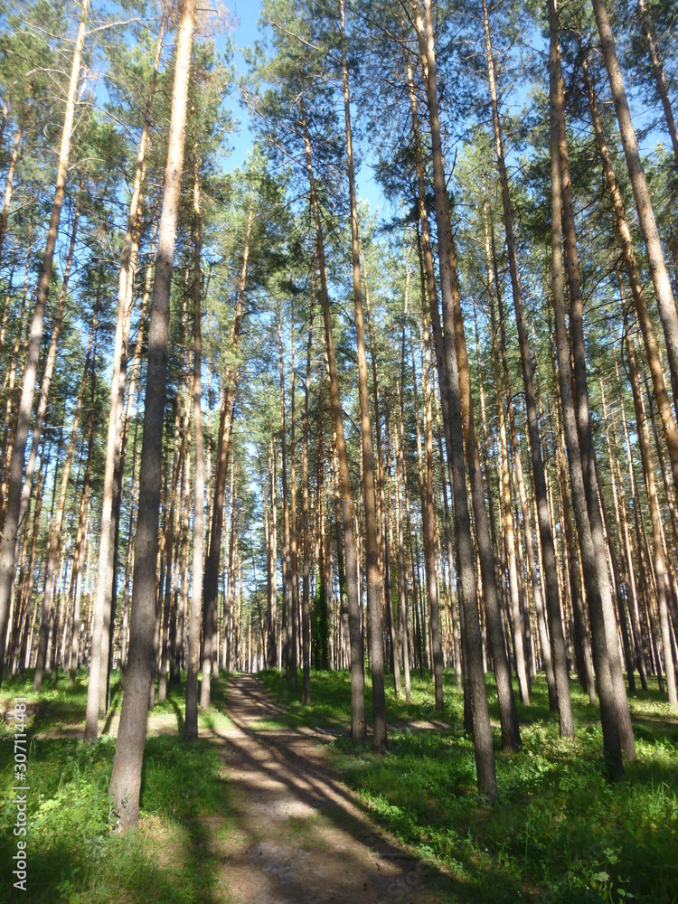Obraz premium green forest by the river 