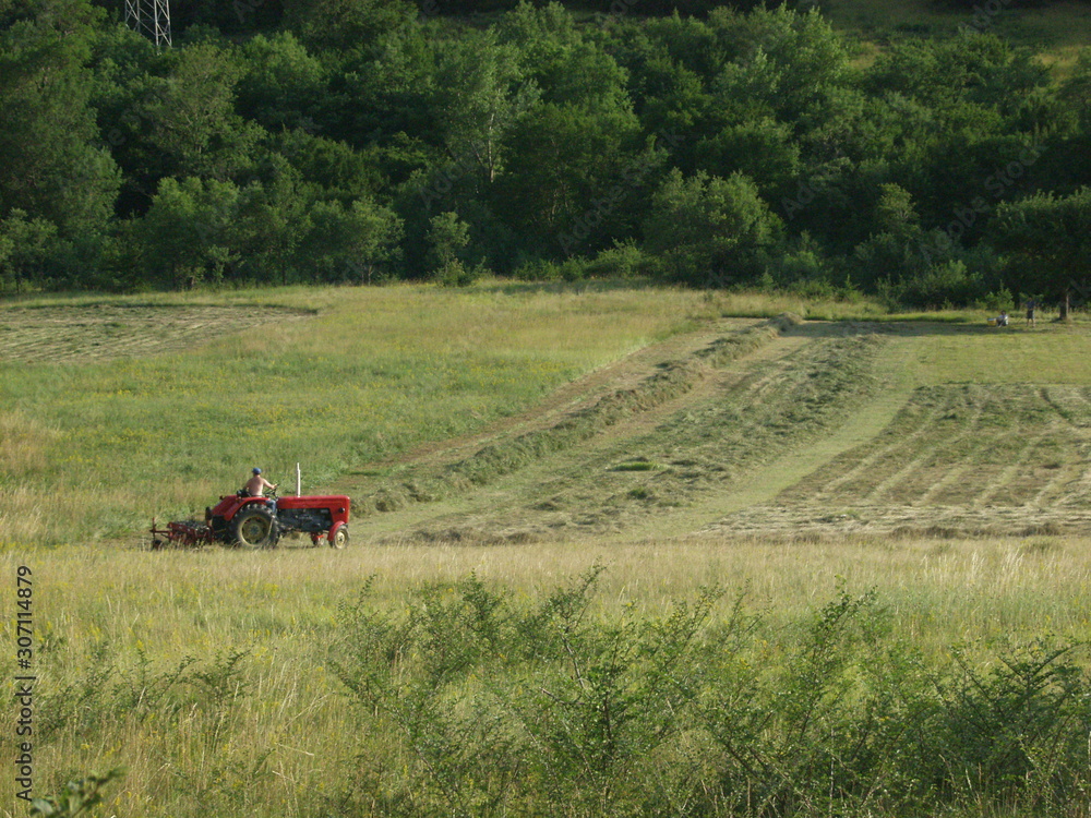 Obraz premium forest
