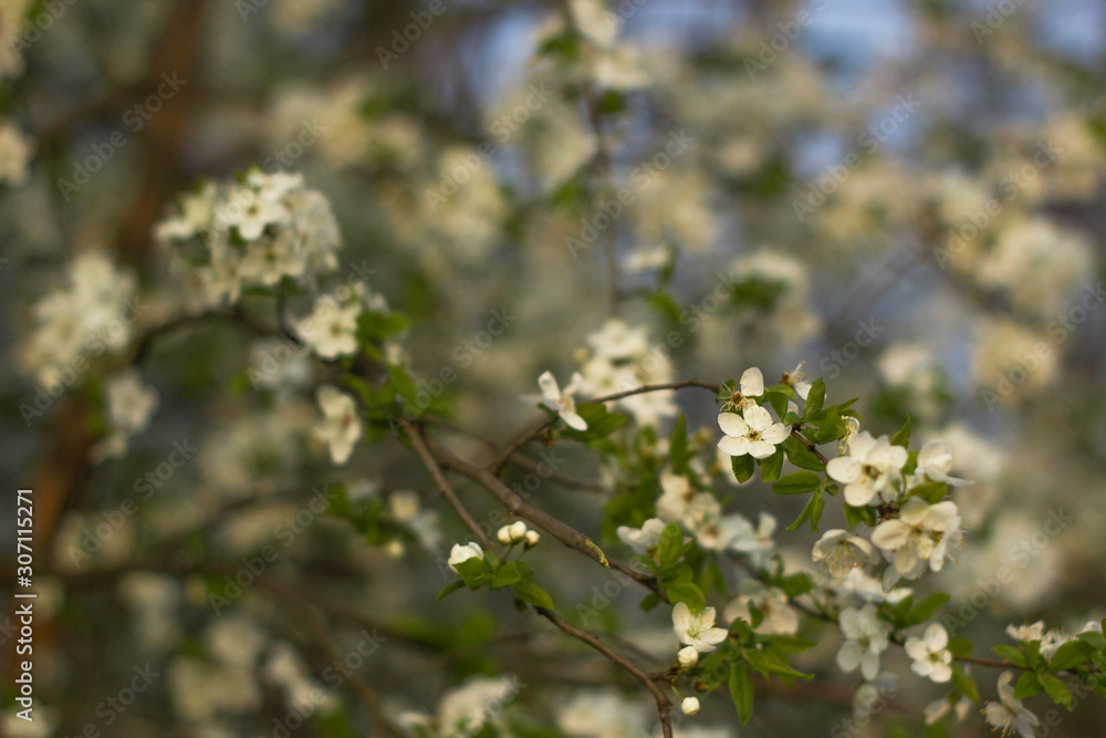 Spring tree branch with blossoming flowers in a garden Spring tree branch with blossoming flowers in a garden
