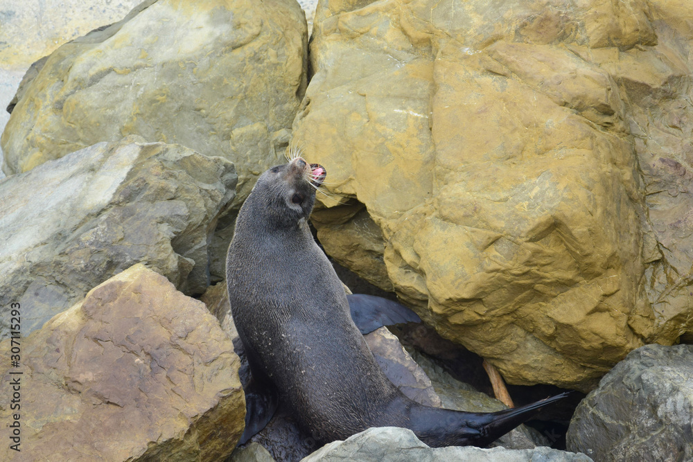 Obraz premium A new zealand fur seal with its mouth open on the rocks of Ohau Point. Kaikoura, New Zealand, South Island.