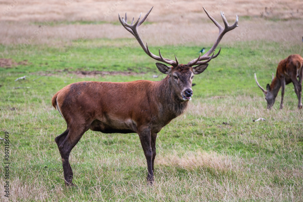 Fototapeta premium Rothirsch