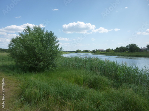 green forest by the river 