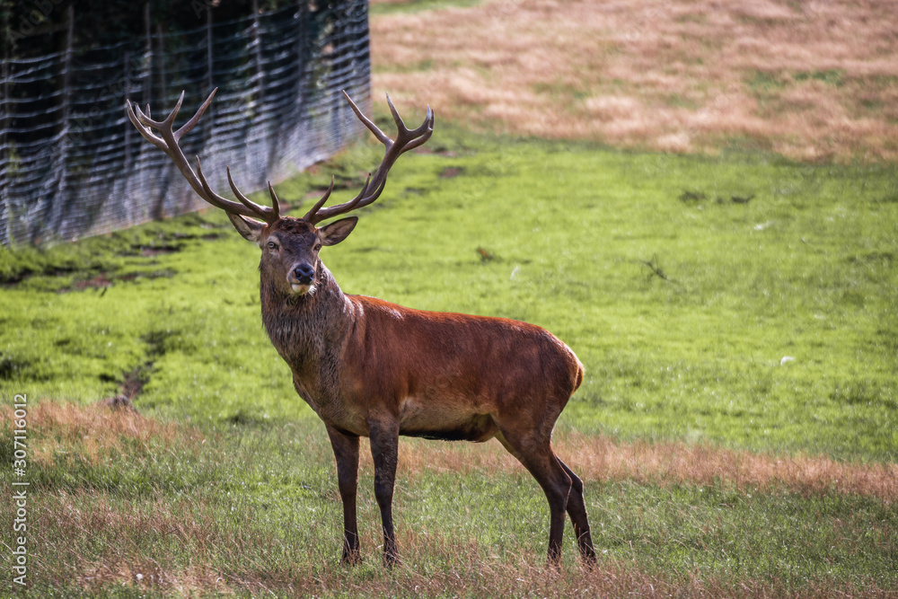 Hirsch mit Geweih Hirsch mit Geweih