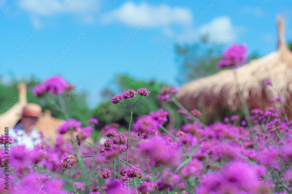 Selective focus on Verbena bonariensis flower field with blue sky backgroud. Purple flower vintage, blurred and soft background.