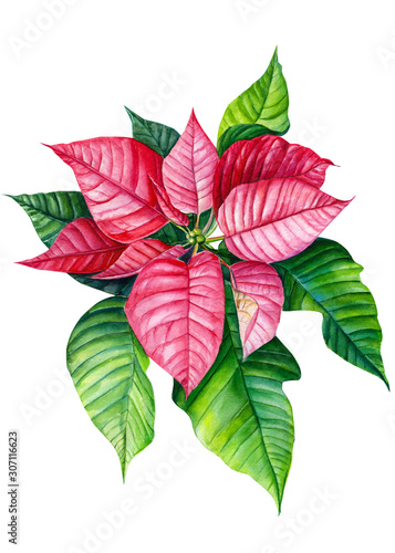 christmas plant  pink poinsettia flower on an isolated white background  watercolor illustration  botanical painting.