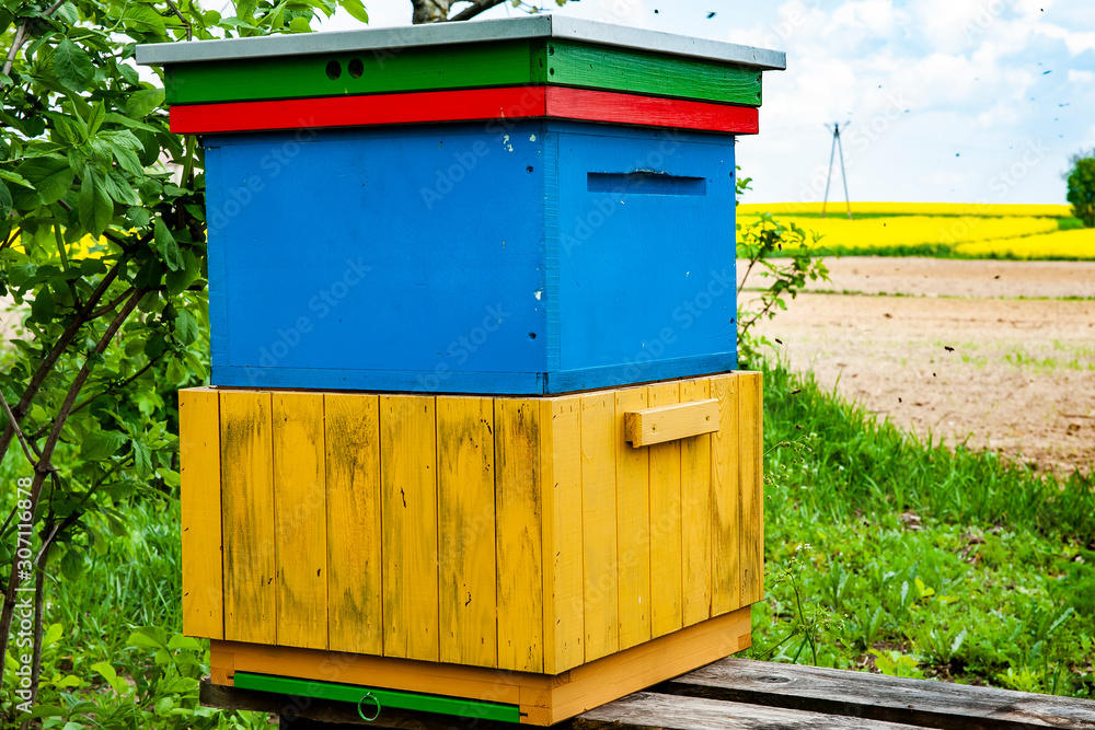 Beehive at the edge of the forest, near the blossoming rape field Beehive at the edge of the forest, near the blossoming rape field