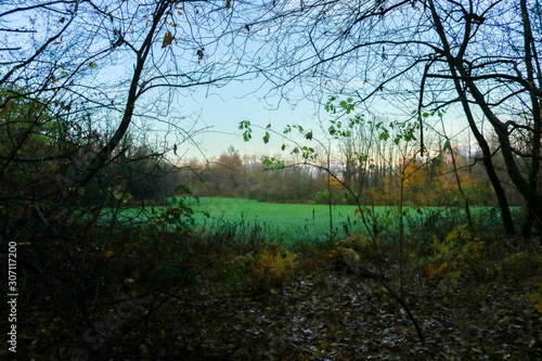 Un prato verde e le differenti sfumature di colori del bosco in autunno, stagioni e natura