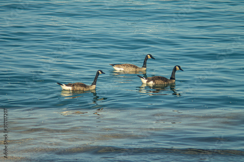 Image of ducks in the water