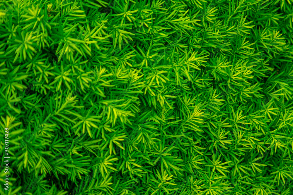 Evergreen leaves background