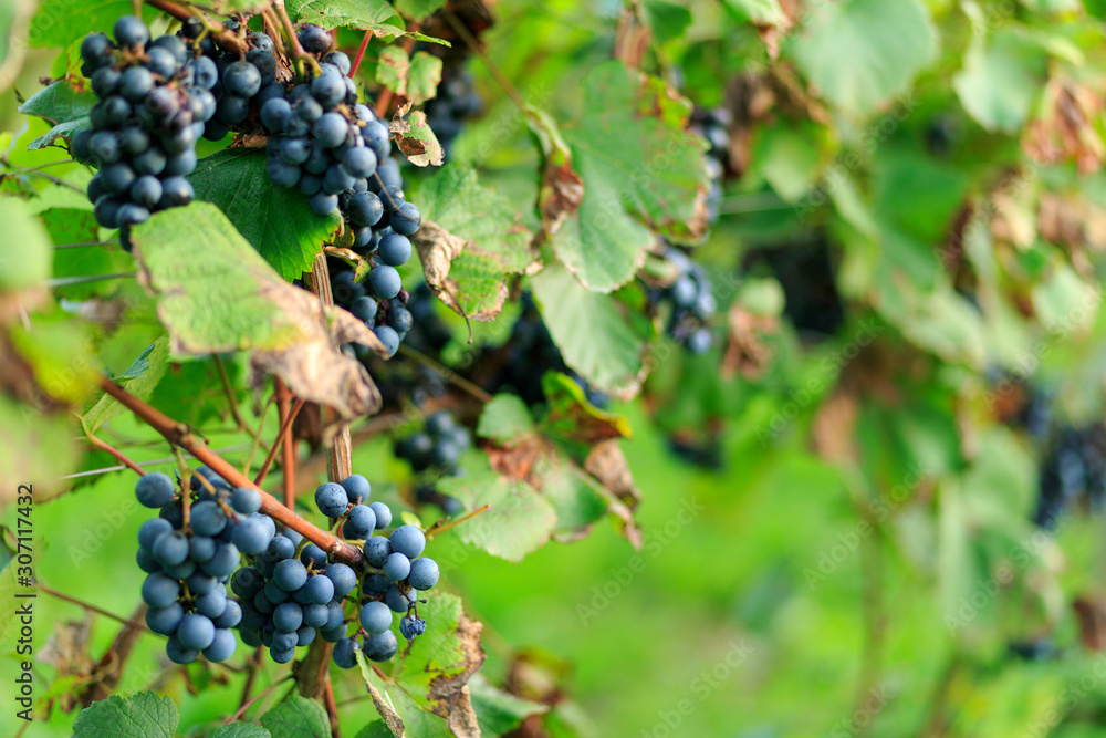 Grapes on vine in vineyard, south Poland