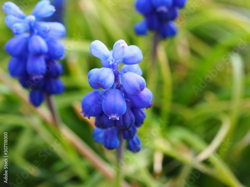 blue flowers in garden