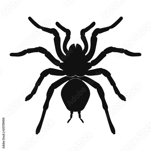 Tarantula spider silhouette isolated on white background. Vector illustration
