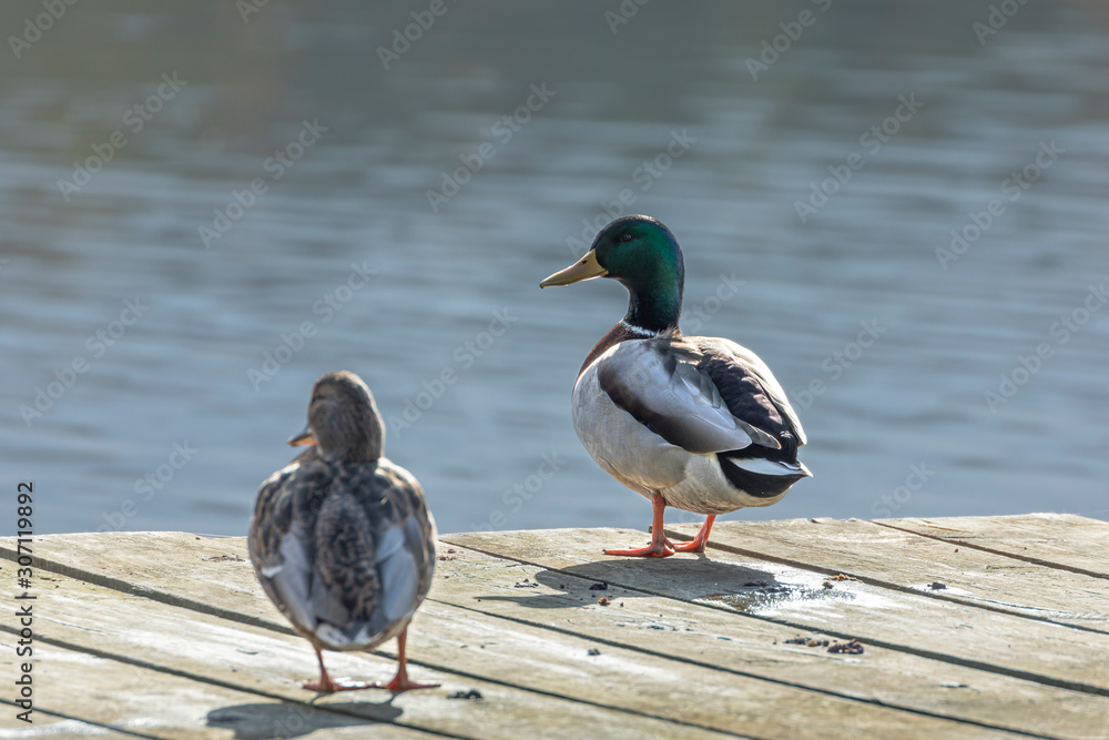 Mallard-Canard colvert (Anas platyrhynchos) Mallard-Canard colvert (Anas platyrhynchos)
