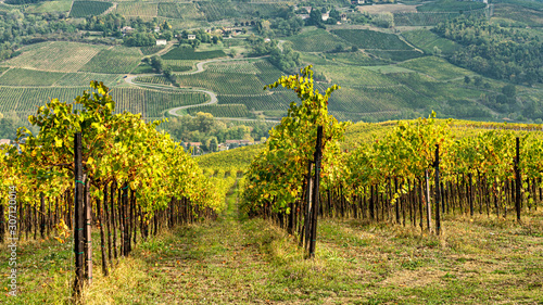 Vineyards of Oltrepo Pavese, Italy, at fall