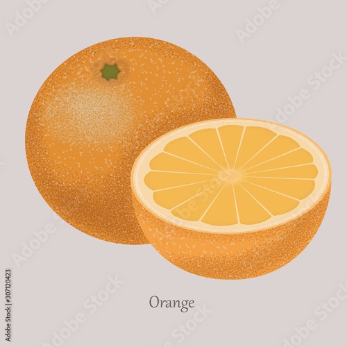 Orange slices of oranges. Vector illustration of oranges. Isolated orange citrus and logo. Ripe tasty fruit on a gray background.
