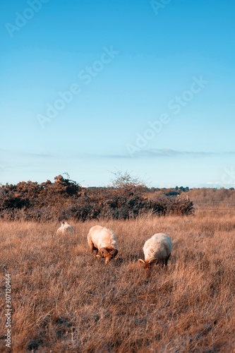 Sheep in field