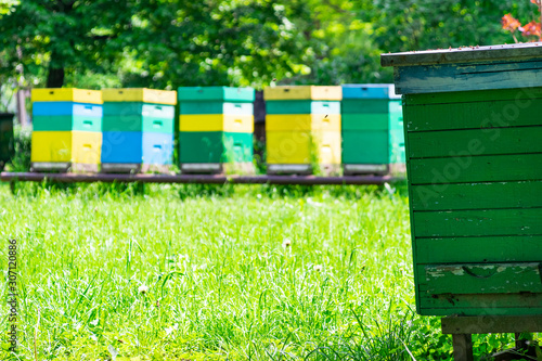 Bee-garden with colorful beehives on a sunny day.