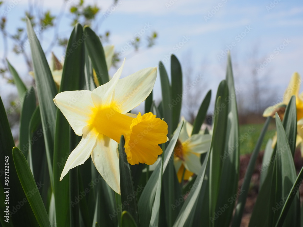 daffodils on blue sky background