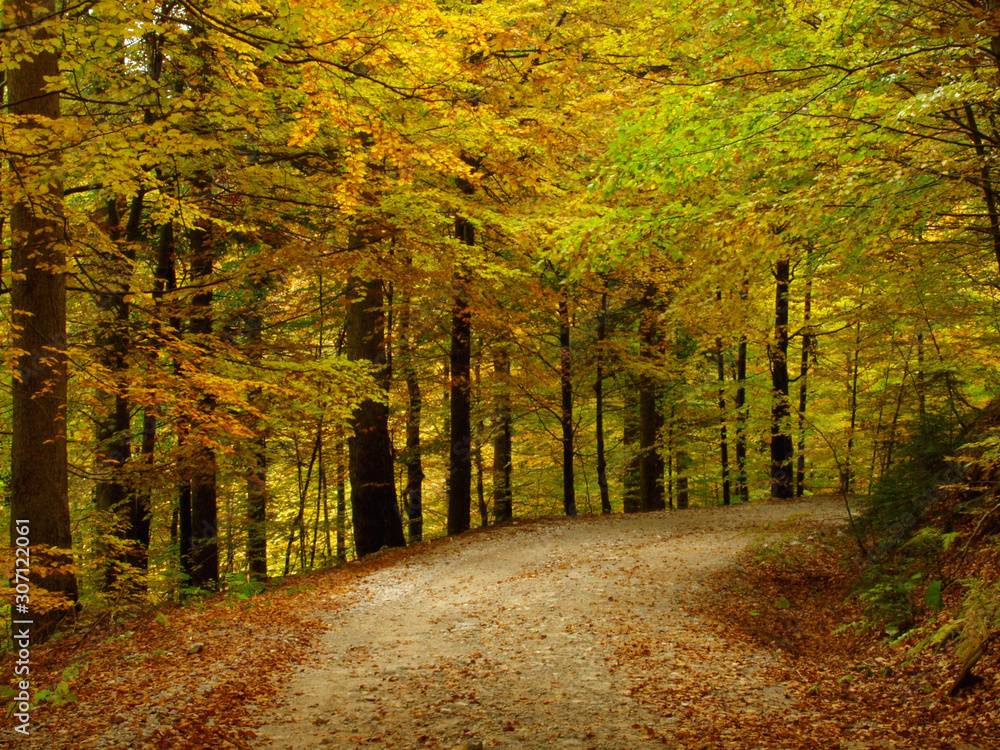 Obraz premium forest