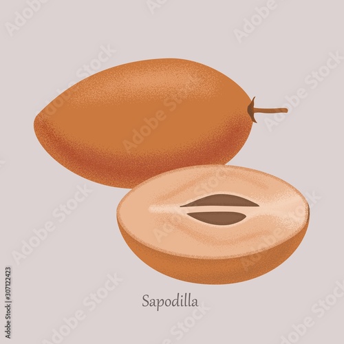 Sapodilla fruit whole and slice isolated on gray background. Vector tropical nature fresh and Exotic fruit.