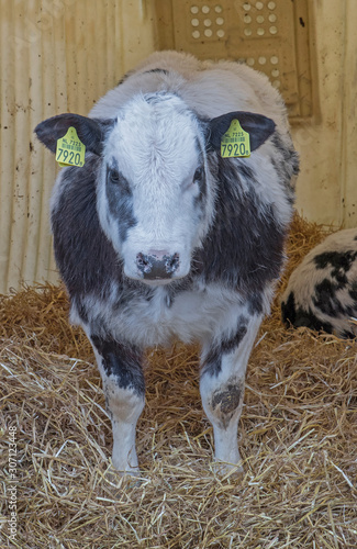 Calf. Double-muscled calves. Farming. Meat calves. Cows. Cattle photo