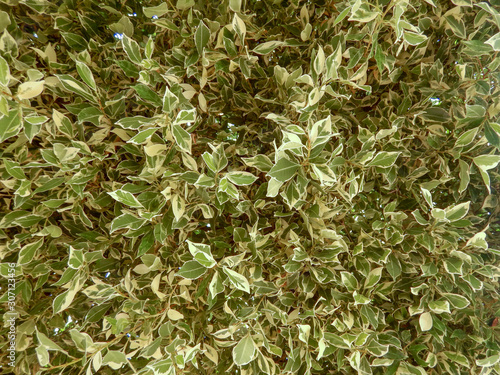 Close up of variegated green and white leaves of Ficus benjamina, Cyprus