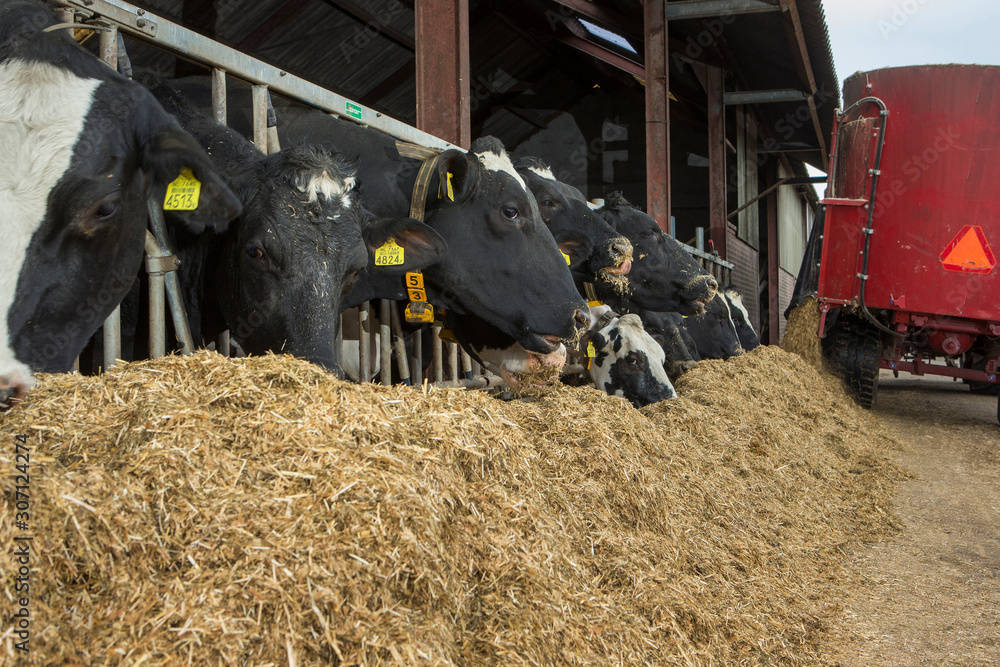 Cows at stable open air. Farming. Netherlands. Eating roughage. Cattle