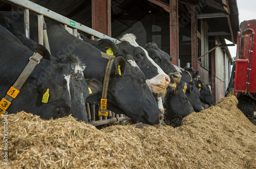 Cows at stable. Farming. Netherlands. Eating roughage. Cattlefeed photo