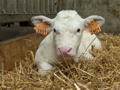 Belgian Blue Calves. Cattle. Farming. Double-muscled calves. photo