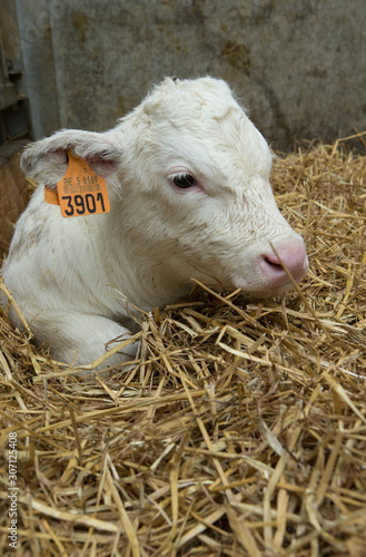 Belgian Blue Calves. Cattle. Farming. Double-muscled calves. photo