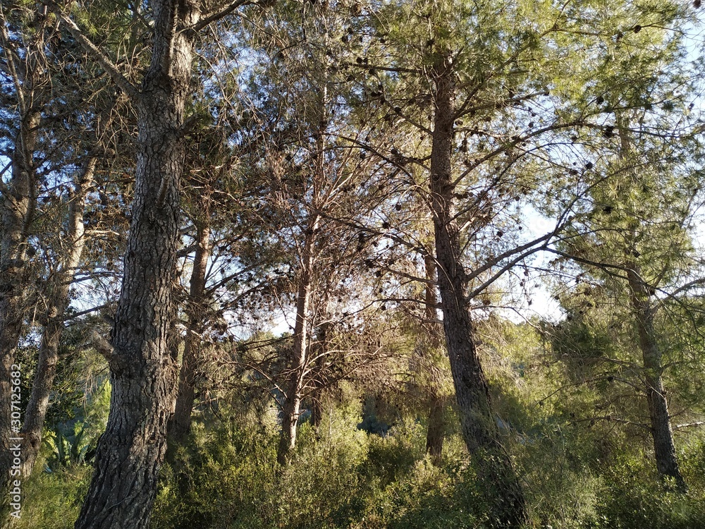 árboles en el bosque