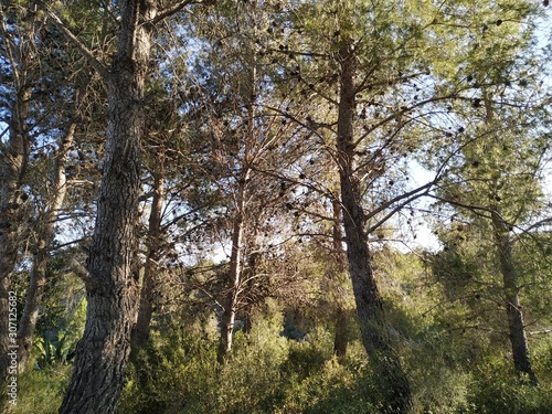 árboles en el bosque