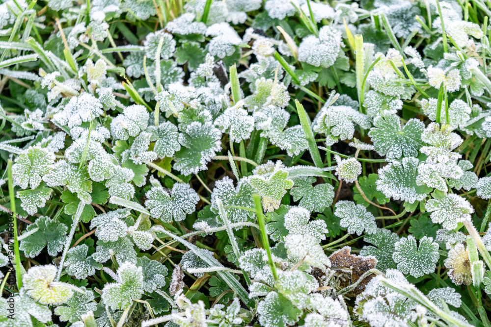 Frost on the green grass in the cold season. Frozen grass in autumn, winter, spring. Frost on the green grass in the cold season. Frozen grass in autumn, winter, spring.